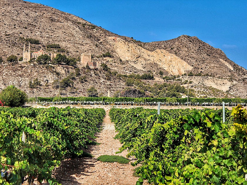 Откройте для себя вина провинции  Аликанте - Hotel Castilla Alicante